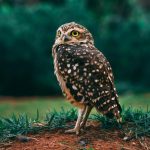 pexels-fabioscaletta-2115984