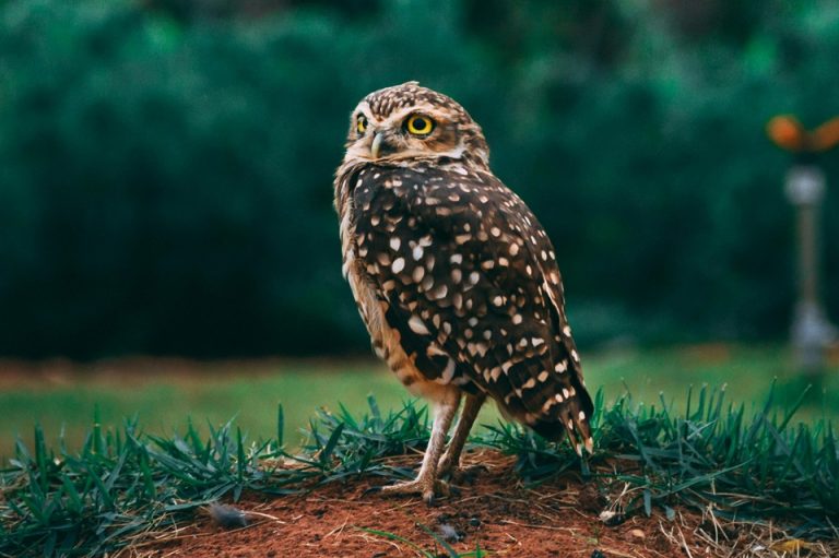 pexels-fabioscaletta-2115984